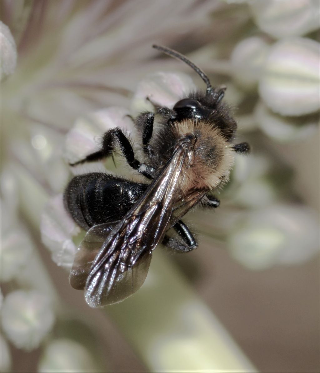 Apidae: cfr. Andrena thoracica